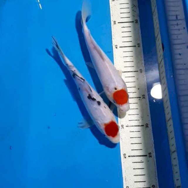 TANCHO 22&23 CM