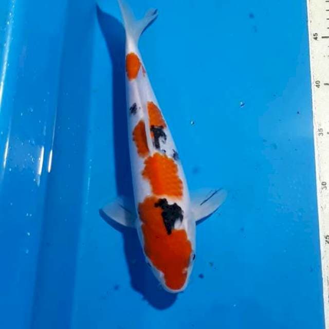 SANKE F1 30 CM
