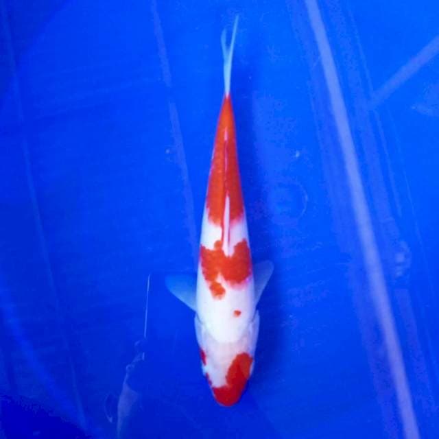 8. Kohaku || 28 cm