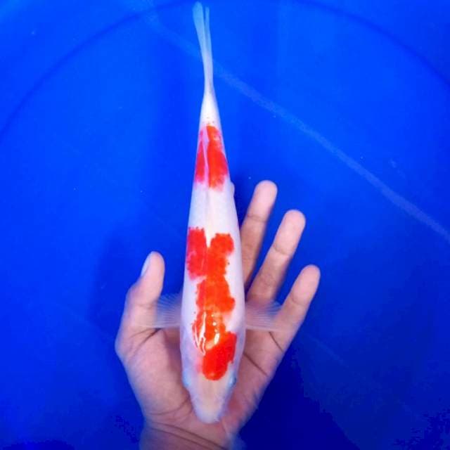 9. Kohaku || 28 cm