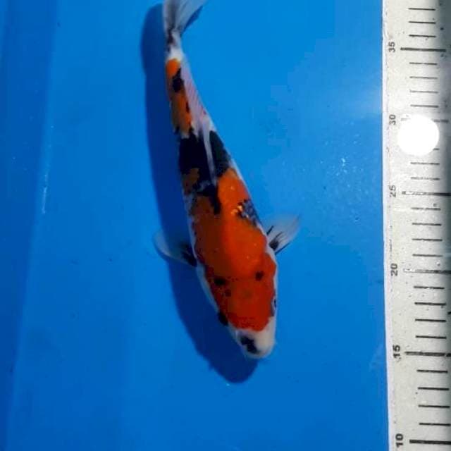 SHOWA 25 CM