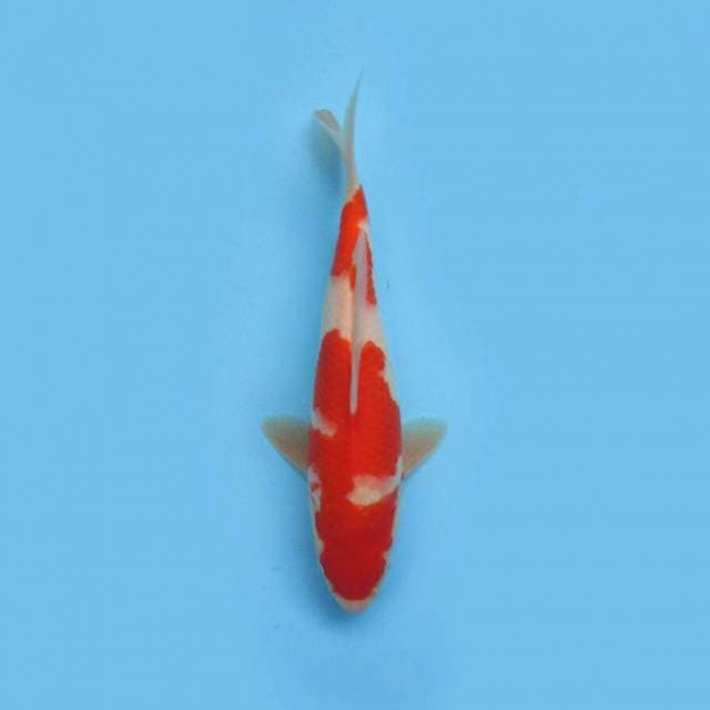 BKS ( KOHAKU 32 CM )