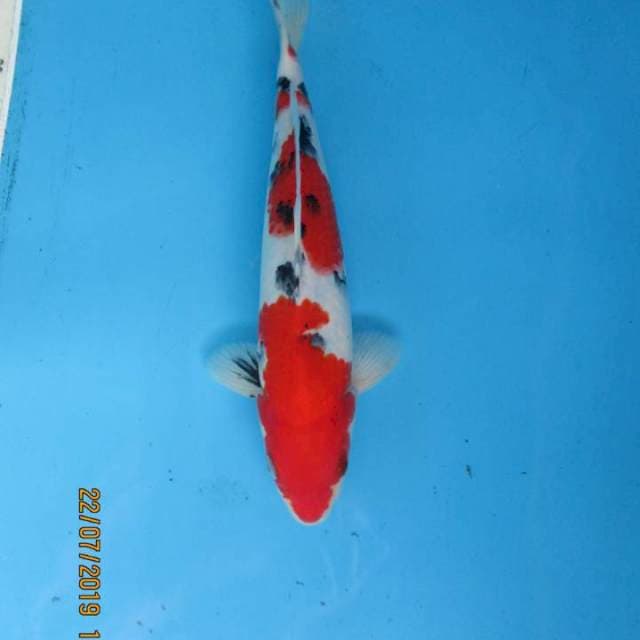 Red strong Sanke