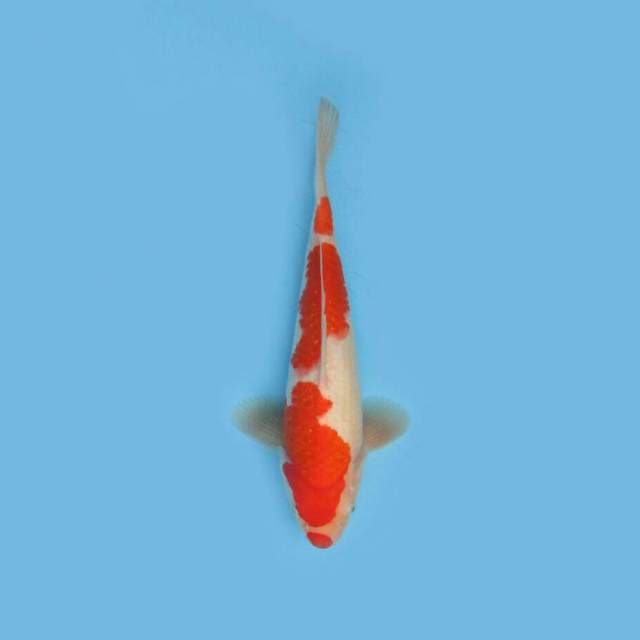 BKS ( KOHAKU 30 CM )