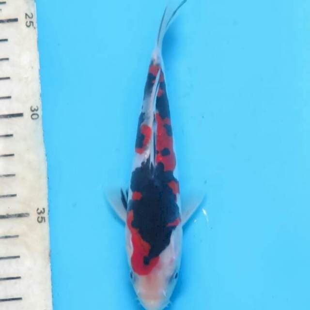 Doitsu finish 15cm