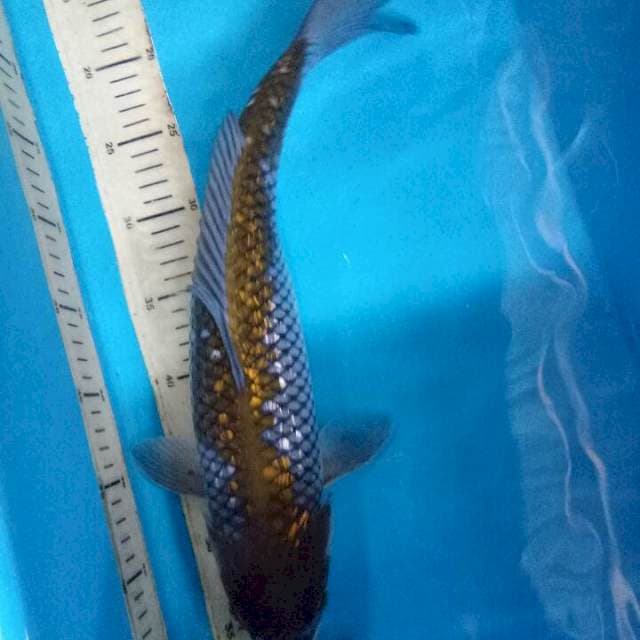Midori ochiba ginrin male