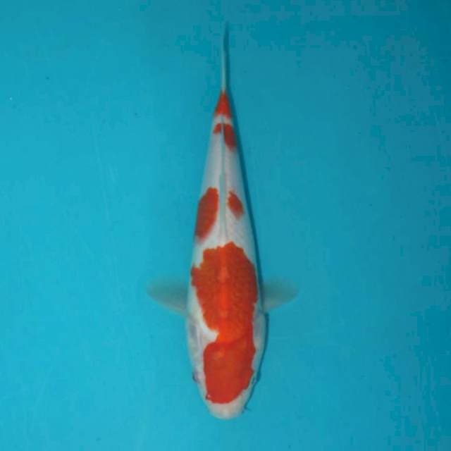 KOHAKU 25 CM