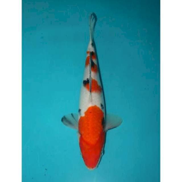 SANKE 28 CM