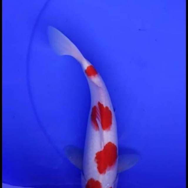 F1 red yondan kohaku - putih salju