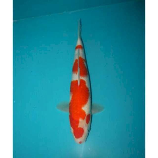 KOHAKU 32 CM