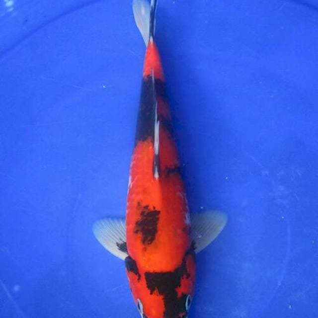 Showa sansoku ±27cm