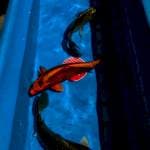 Mix koi 