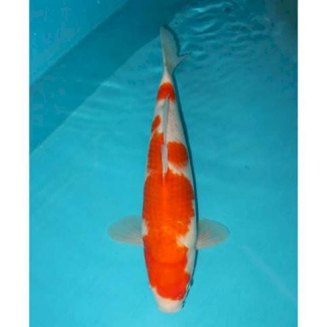 Kohaku 33 cm
