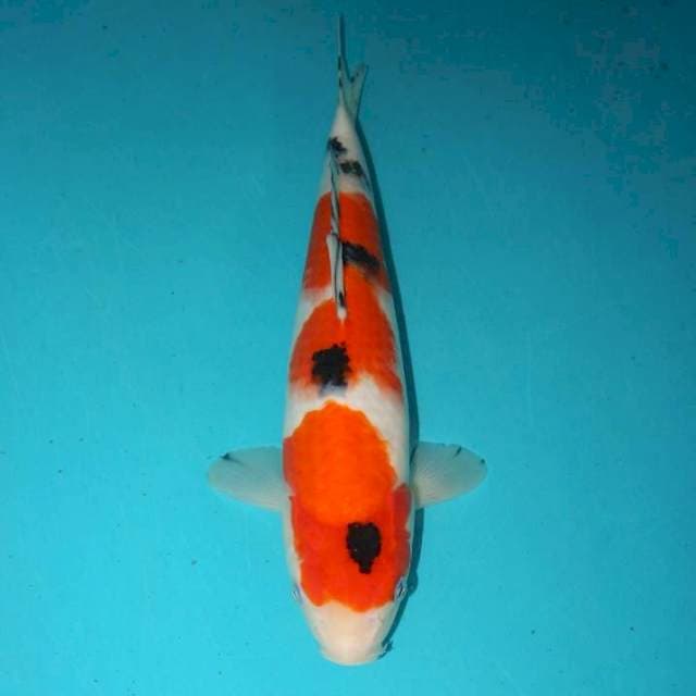 Sanke 32 cm