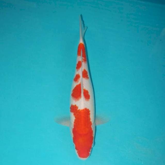 Kohaku 30 cm