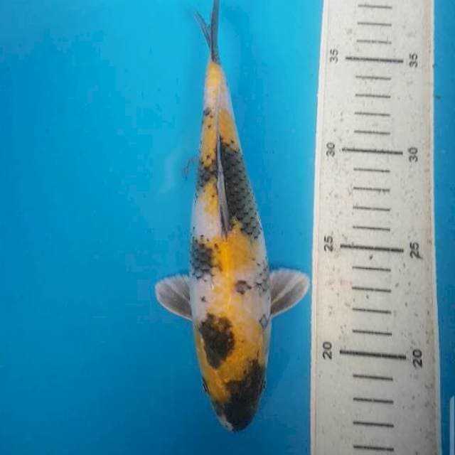 KIN SHOWA ANTIK 24 CM