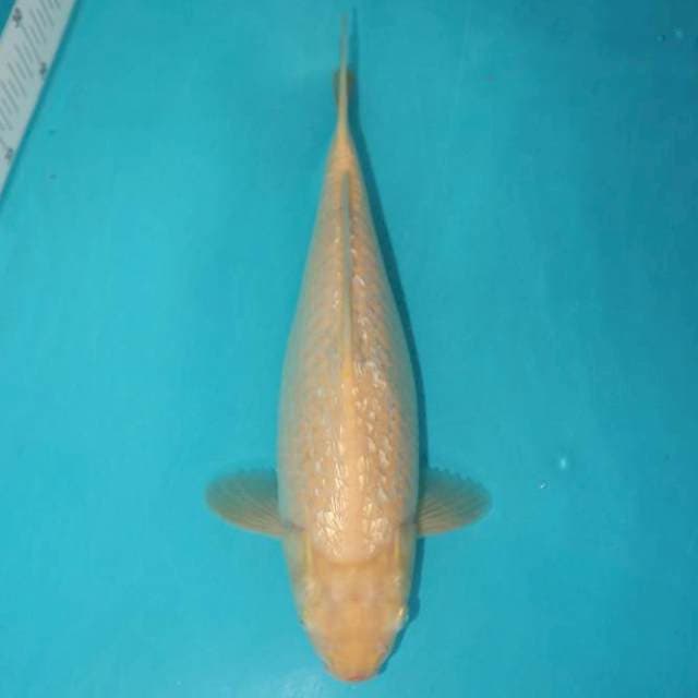 Karashi Ginrin 32 cm