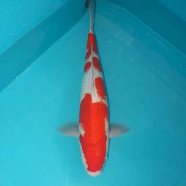 Kohaku 36 cm