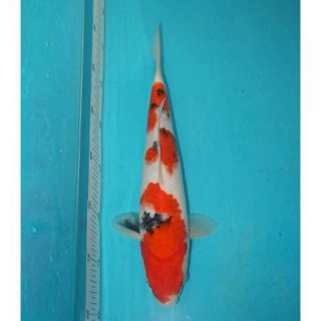 Sanke 30 cm
