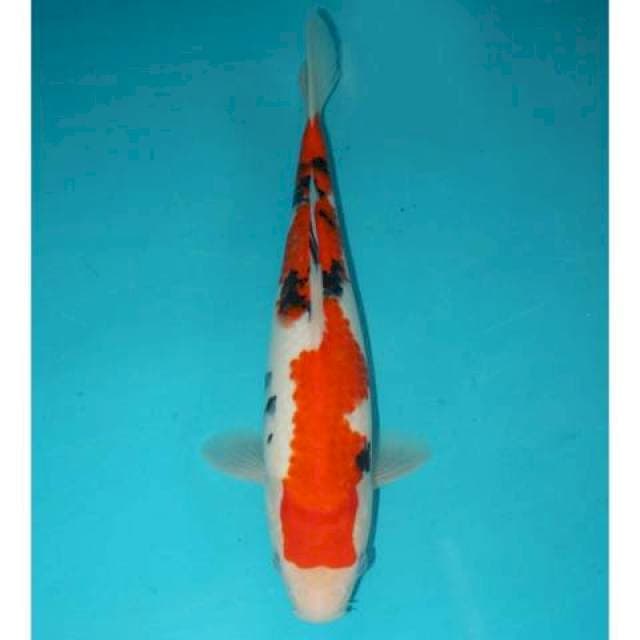 Sanke 29 cm