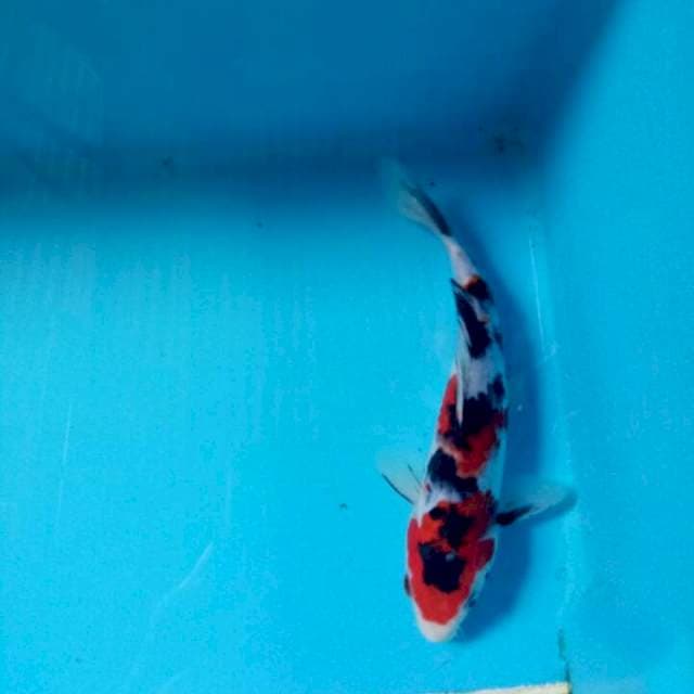Showa 18 cm