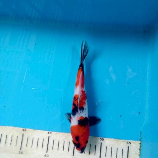 Showa 21 cm