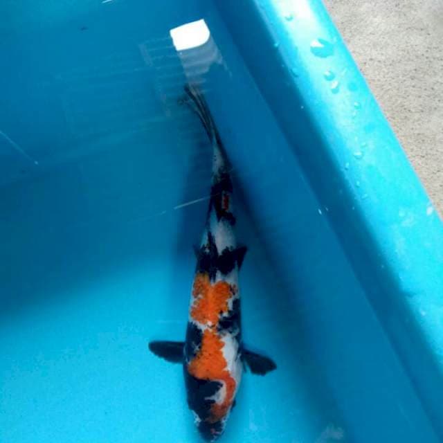Showa 23cm
