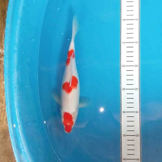 Kohaku