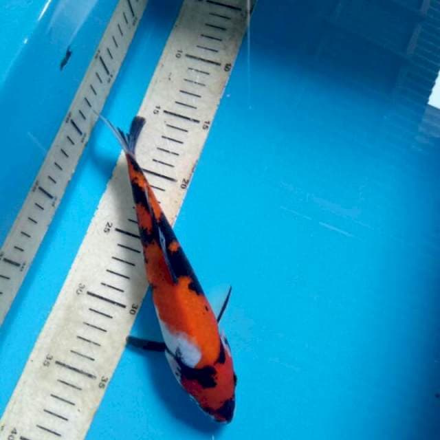 Showa 23cm