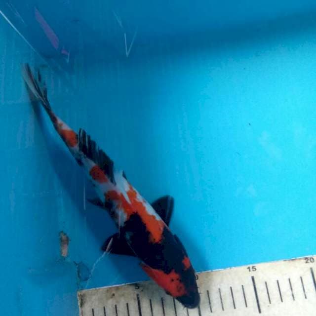 Showa 24 cm