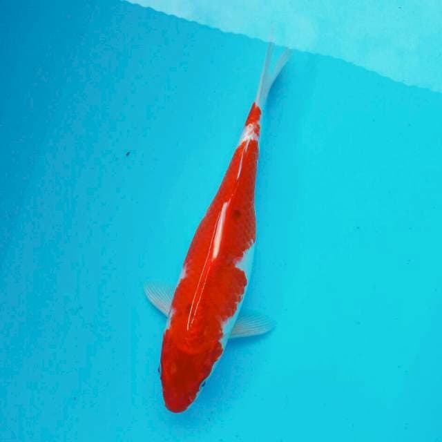 Kohaku*36cm