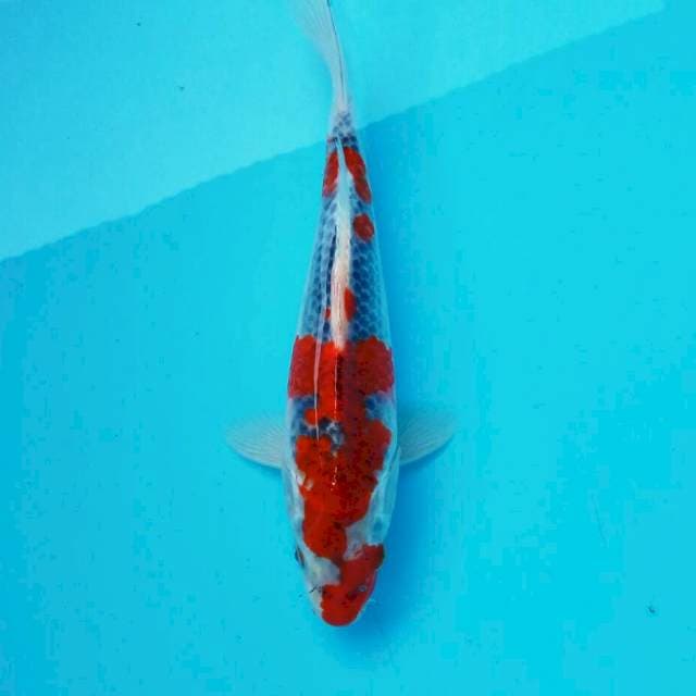 Merah ghosiki*27cm