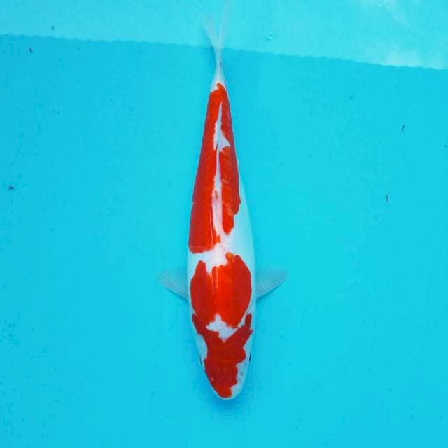 Kohaku doitsu *26cm