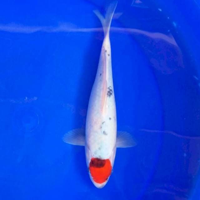 Tancho ghos 27cm