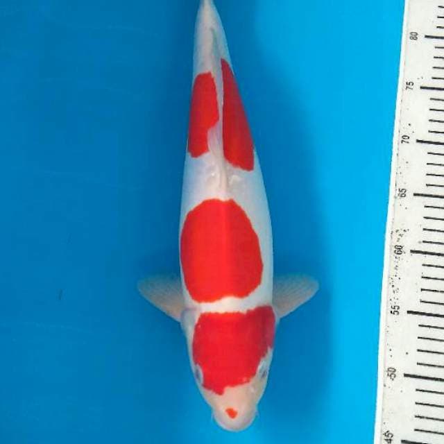 Kuchibeni Doitsu Kohaku Super Red 