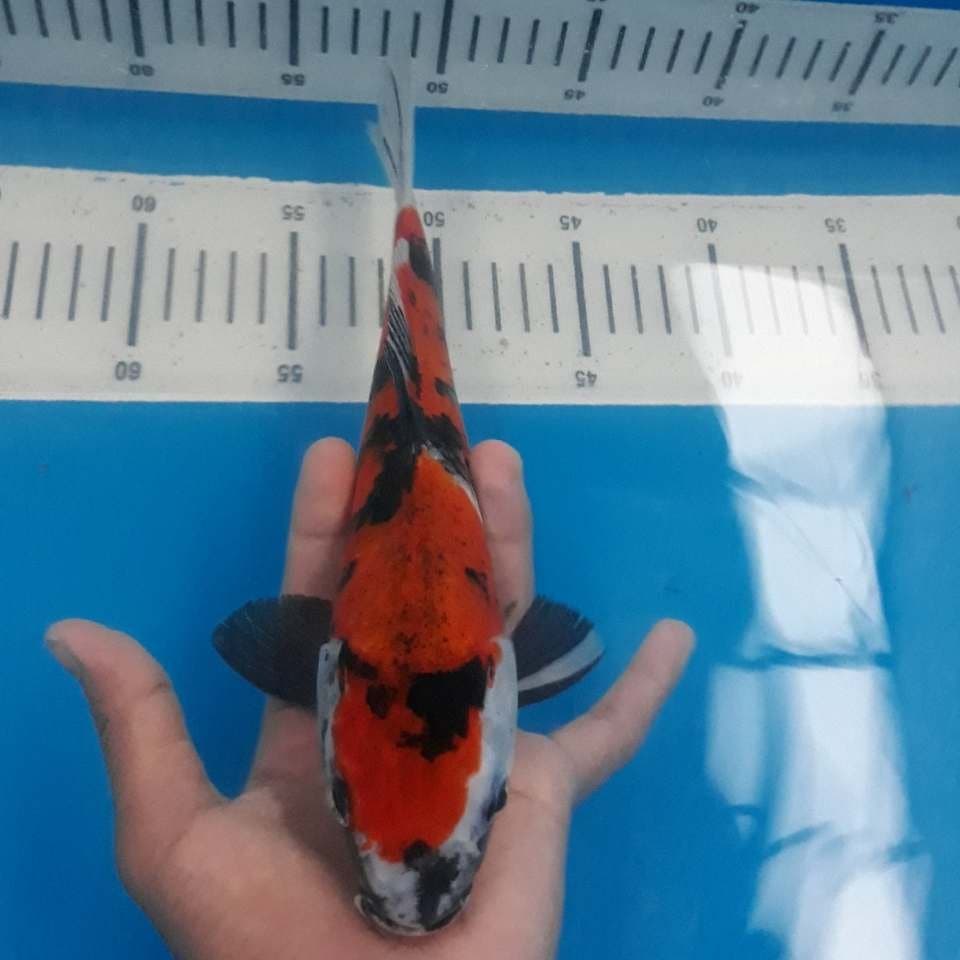 SHOWA 1 (25cm)