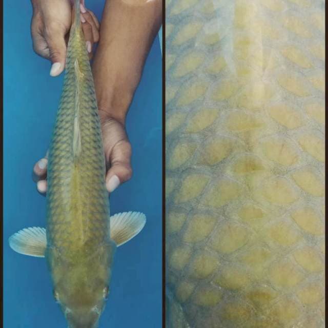 Midori jumbo 44cm