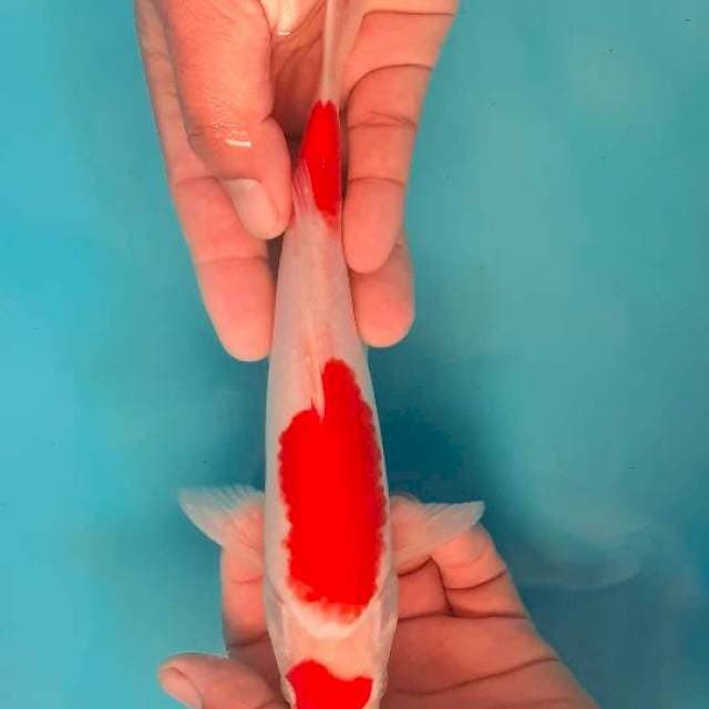 Maruten kohaku