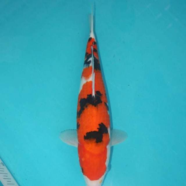 TAISHO SANKE HIGH QUALITY 32CM