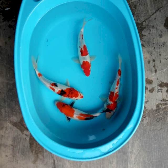 Mix koi