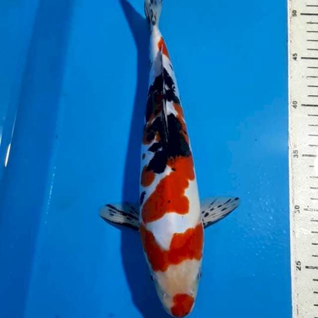 SANKE DOITSU 32 CM