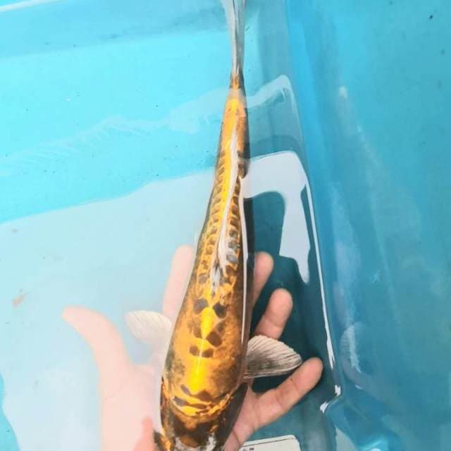 Golden 34cm