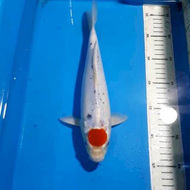 TANCHO GOSHIKI 30 CM