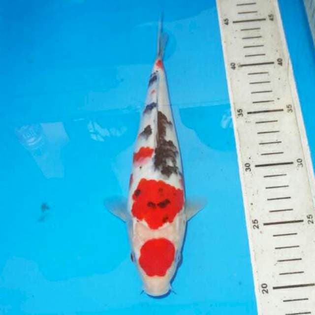 MARUTEN SANSHOKU