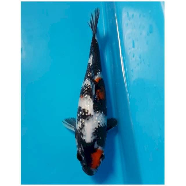 SHOWA GINRIN 24cm FEMALE