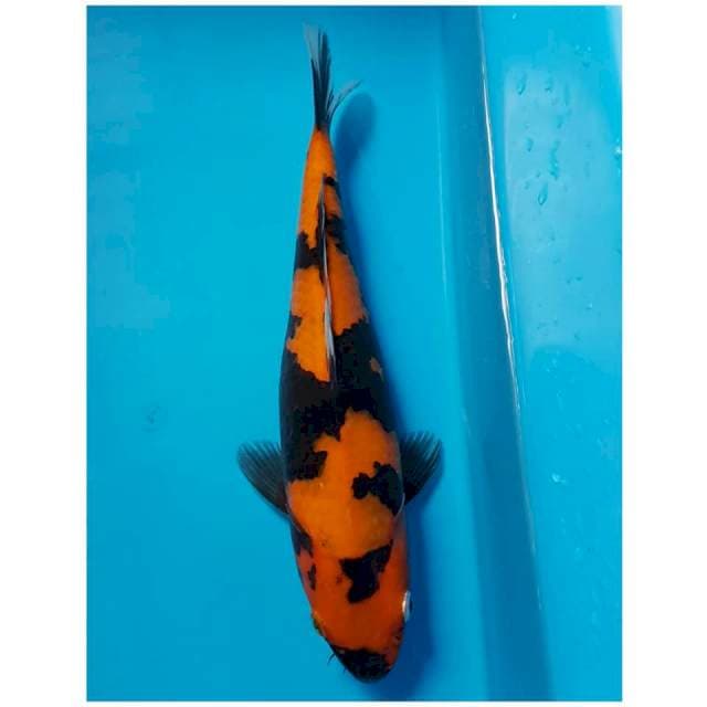 Hi SHOWA 29cm FEMALE