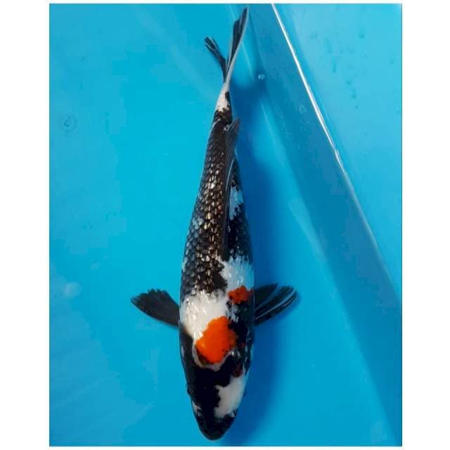 SHOWA GINRIN 28cm FEMALE
