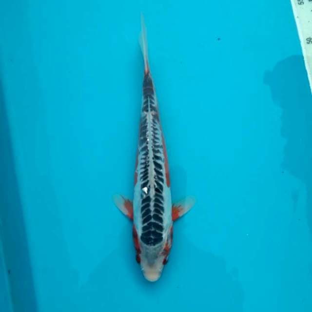 Shusui 30cm # w.a 0823_3399_5647