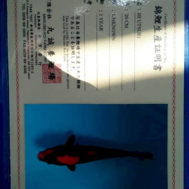 Hi utsuri marusei