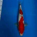 BKS ( KOHAKU GINRIN 33 CM )